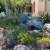 drought tolerant garden succulents
